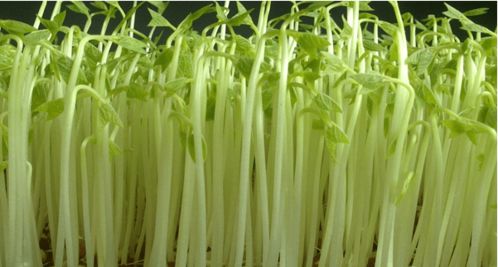 学会这6种家庭阳台蔬菜种植方法，阳台秒变小菜园
