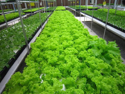 神奇植物工厂 种出十倍市场价的蔬菜秘密